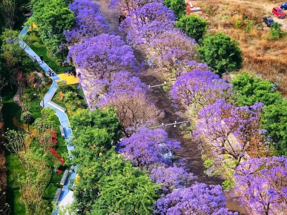 飞花令来五华遇见世界春城花都