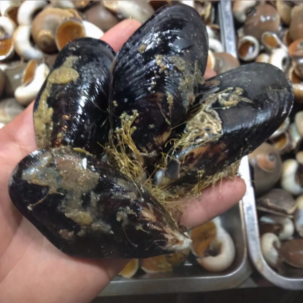 海虹的正确吃法(海虹的正确吃法!这个要去掉,大家吃的时候都去掉了吗?