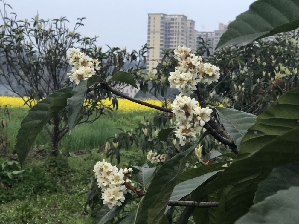 春花三代也已在路上该枇杷科研团队的主要负责人为王永清教授以及邓