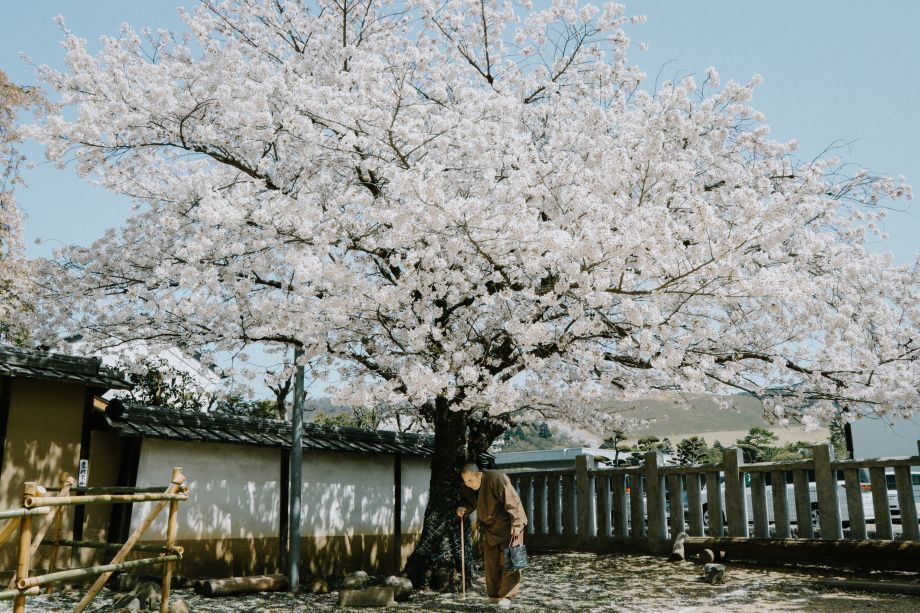 京都好春光摄影师fuji藤井树
