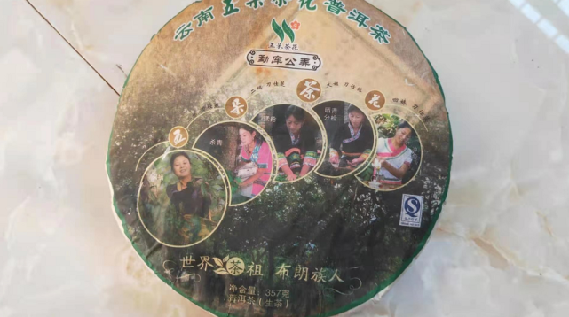 双江小户赛大叶茶 开采 啦