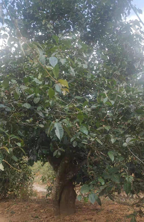 双江小户赛大叶茶 开采 啦 腾讯新闻