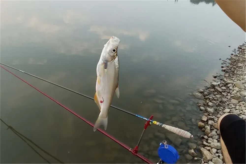 春季手竿釣翹嘴,用飛鉛釣法最靠譜,動態誘魚,大小翹嘴都能釣到_騰訊