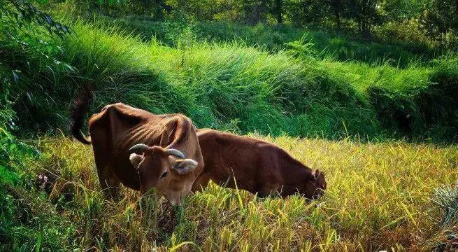 欢田喜地|俗语：“三月害怕‘寒回头’，四月害怕‘蒸死牛’”，是啥意思？