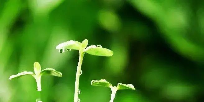 欢田喜地|俗语：“三月害怕‘寒回头’，四月害怕‘蒸死牛’”，是啥意思？