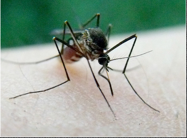 听说花蚊子来到我国还不到50年,它是怎么飞过来的呢?