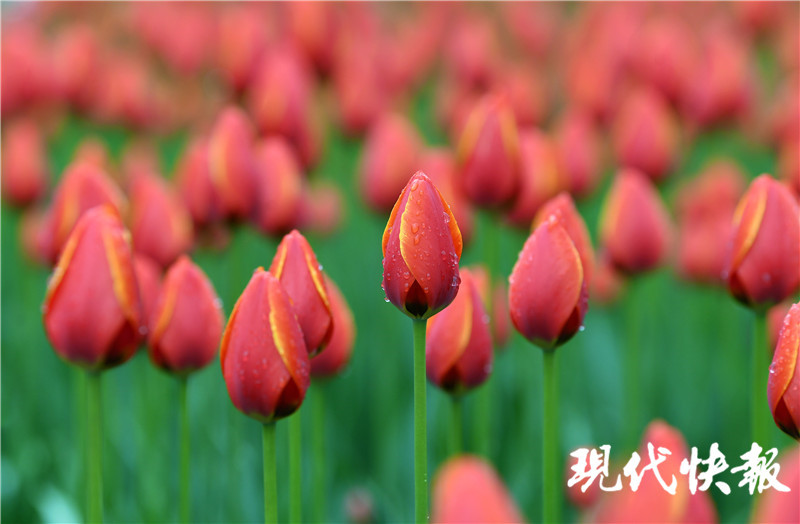 气温|暖冬实锤！这个冬天气温较常年高1.5℃