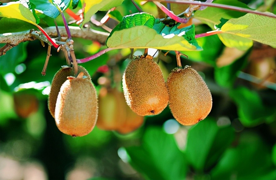 猕猴桃|3、4月份猕猴桃栽培技术要点有哪些？这个要点很关键