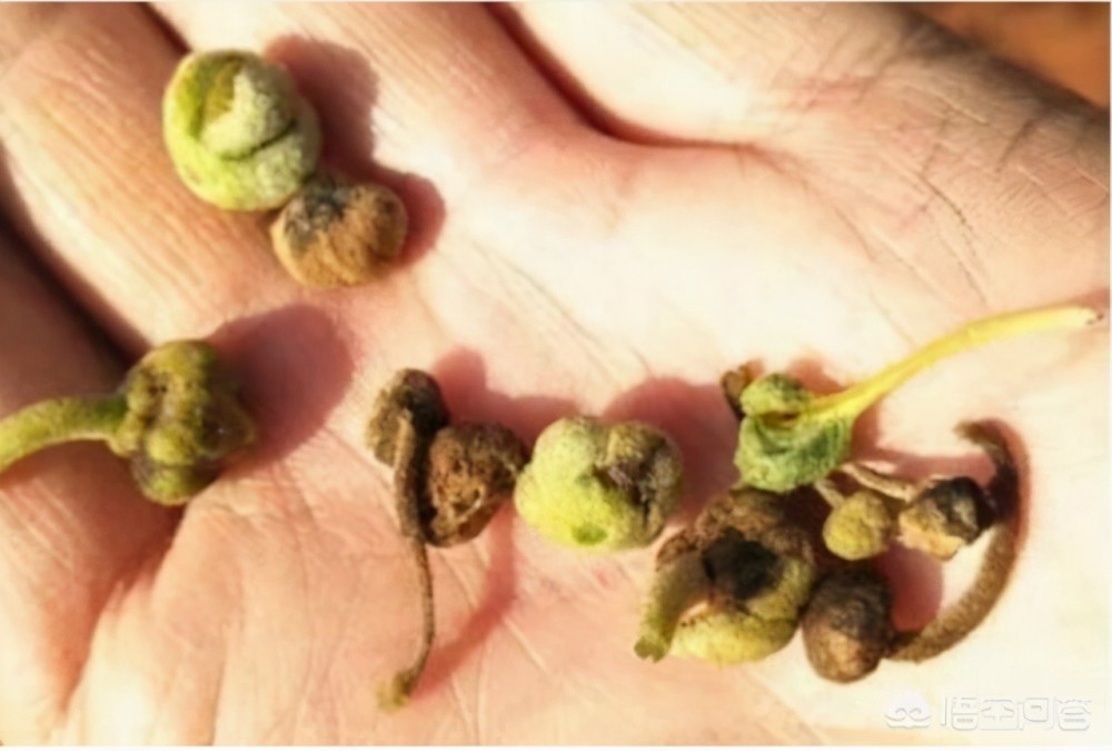 猕猴桃|3、4月份猕猴桃栽培技术要点有哪些？这个要点很关键