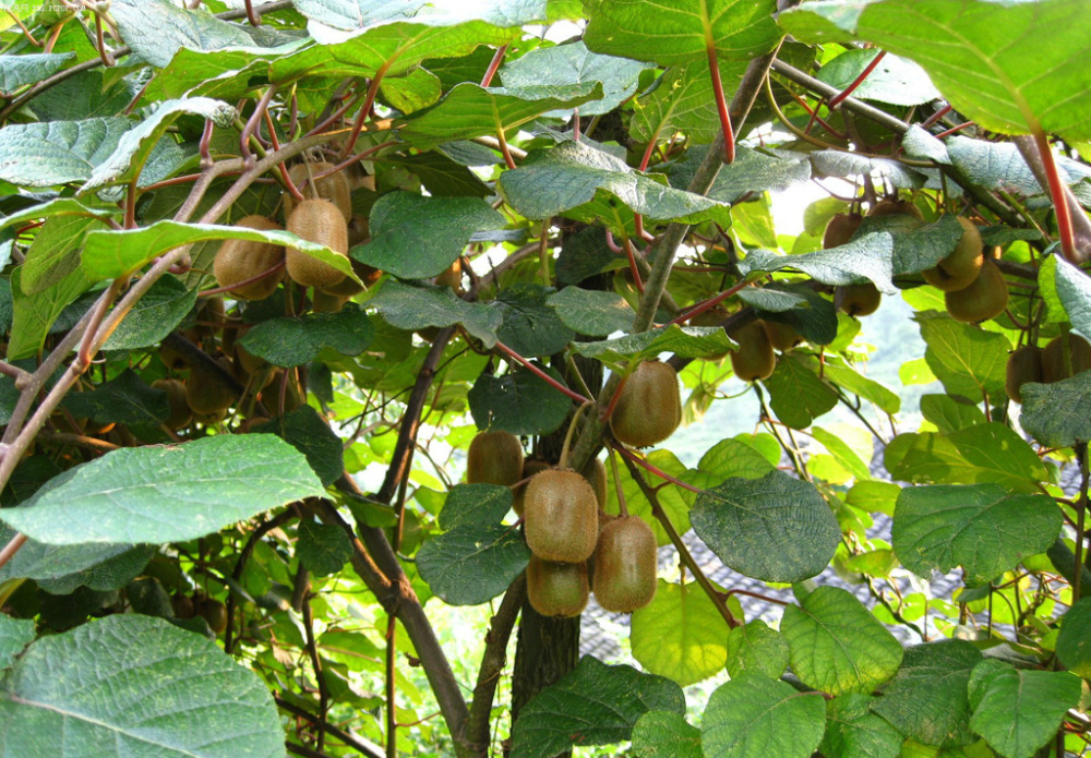 猕猴桃|3、4月份猕猴桃栽培技术要点有哪些？这个要点很关键