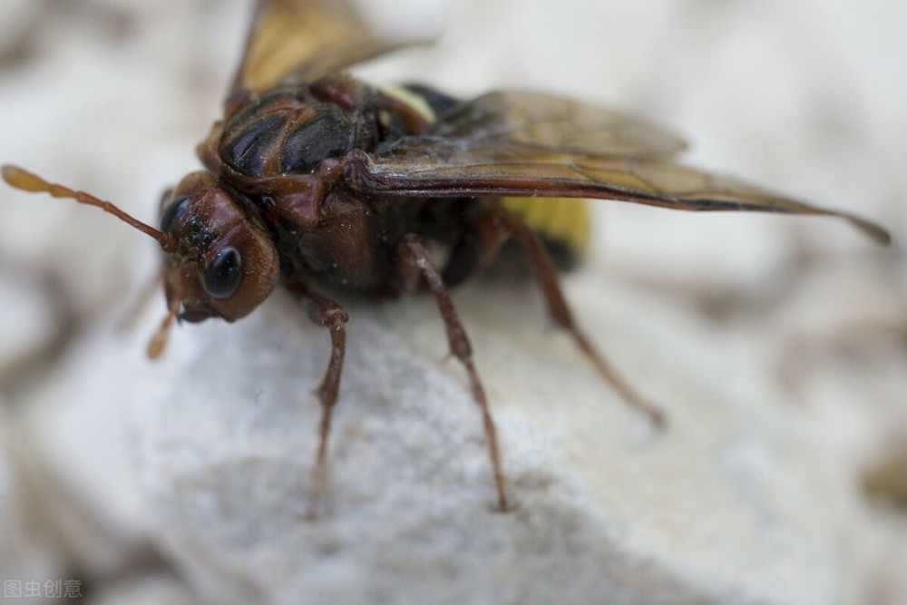 蜜蜂|爱因斯坦预言成真？草甘膦加速蜜蜂灭绝，人类或走上自我毁灭之路