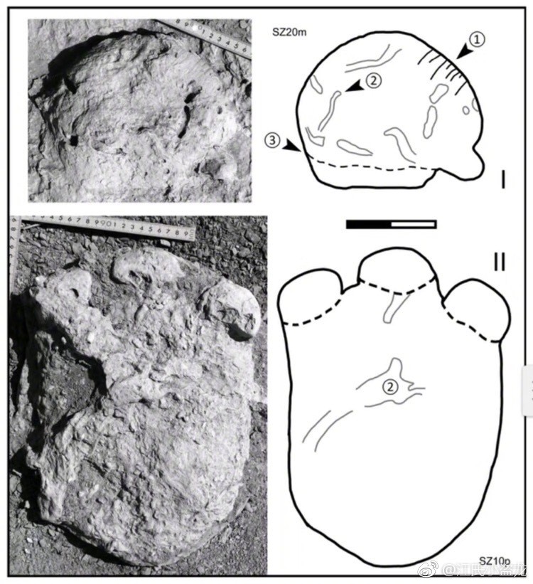 剑龙类|古生物学家在中国发现最小的剑龙脚印！这究竟意味着什么？