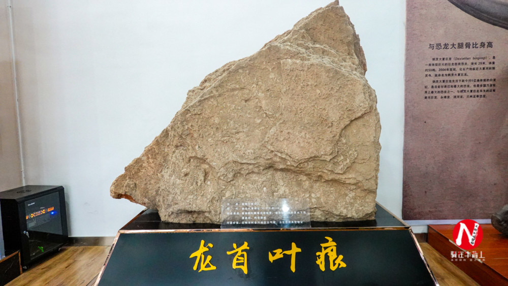 恐龙|走进甘肃金昌博物馆看恐龙，给你侏罗纪公园一样的刺激