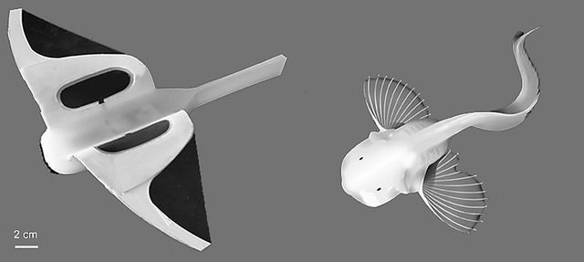 狮子鱼|软体机器鱼“打卡”万米深海