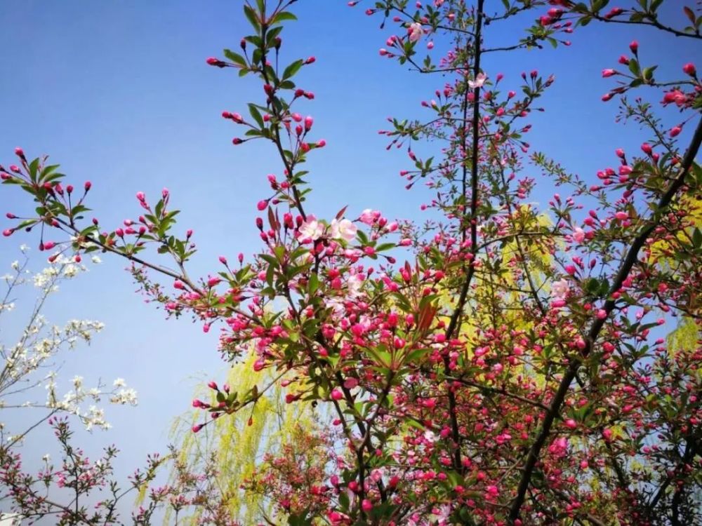 古黃河愛情主題公園,酒文化主題公園裡,鮮豔的桃花,粉嫩的垂絲海棠