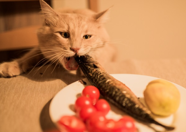 猫咪可以吃鱼吗?吃鱼可能带来这些坏处,这5种鱼尽量别给猫吃