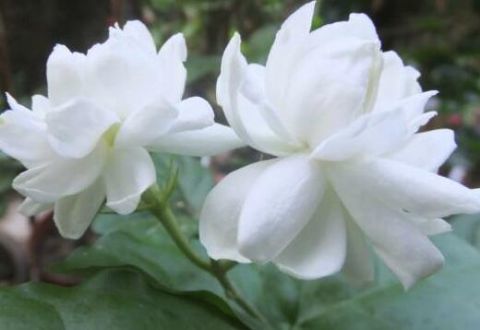 养花|养花就养这些花，能看还能吃！一举两用！