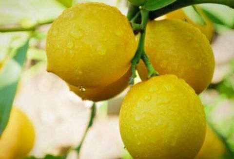 养花|养花就养这些花，能看还能吃！一举两用！