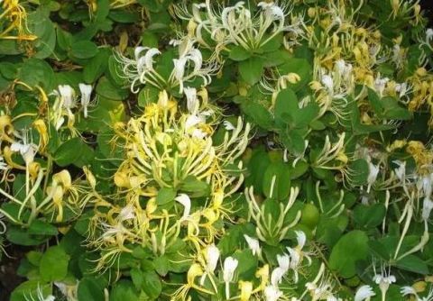 养花|养花就养这些花，能看还能吃！一举两用！