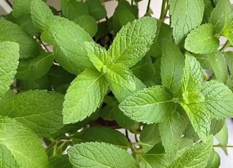 养花|养花就养这些花，能看还能吃！一举两用！