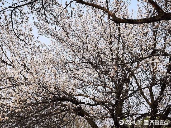 濟南千佛山這棵杏樹王盛開佔地大半畝