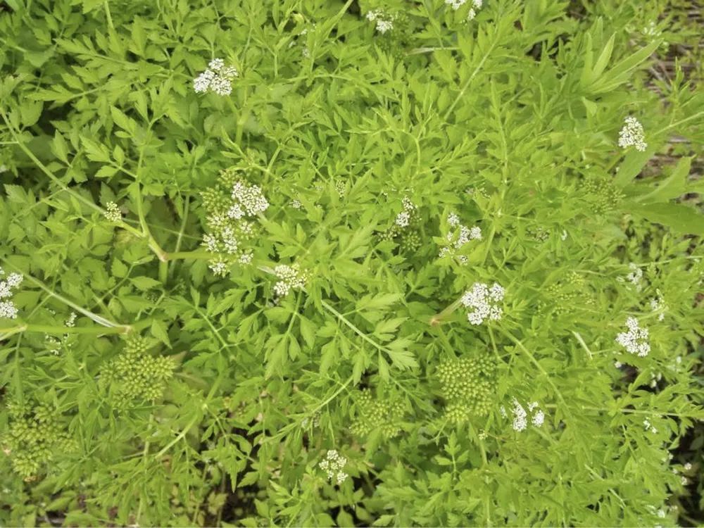 农村3种野芹菜,见到请认清楚,不要乱采挖,一个比一个危险