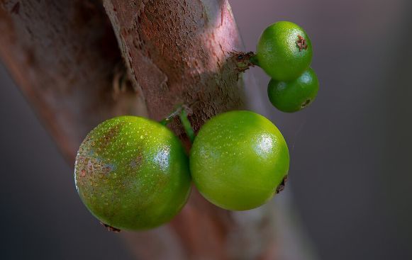 嘉宝果|嘉宝果如何催花结果，6个不同的角度管理，又大又甜