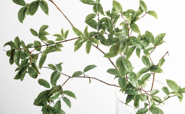 嘉宝果|嘉宝果如何催花结果，6个不同的角度管理，又大又甜