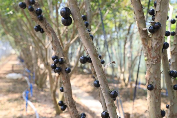 嘉宝果|嘉宝果如何催花结果，6个不同的角度管理，又大又甜