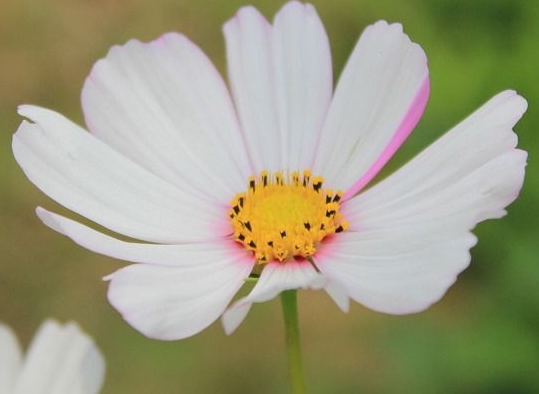 3月10号开始 4属相贵人相助 事业步步高升 生活一帆风顺 腾讯新闻
