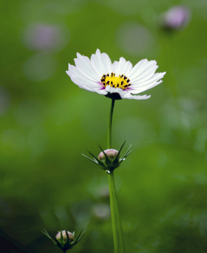 3月10号开始 4属相贵人相助 事业步步高升 生活一帆风顺 腾讯新闻