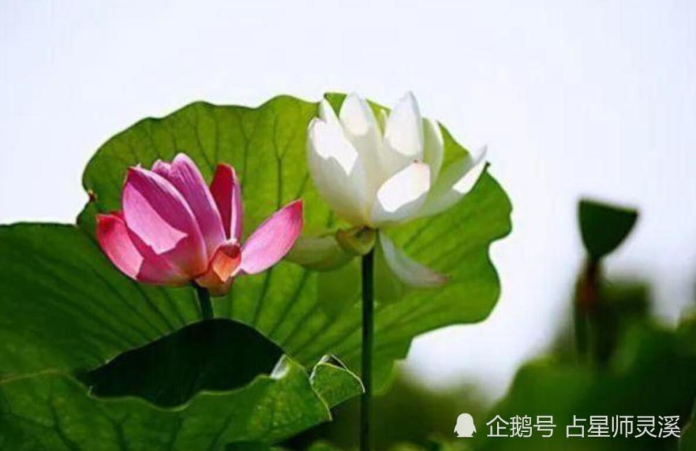 人好命也好 哪些星座3月10日起霉运散去好运进家门 腾讯新闻
