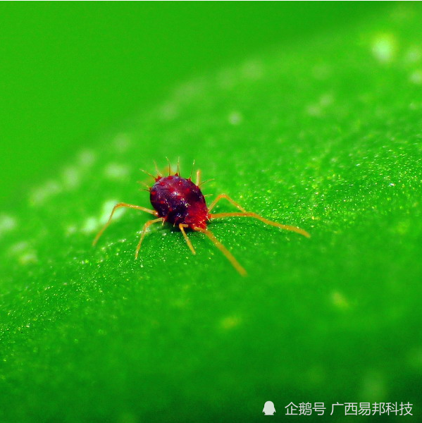 柑橘红蜘蛛秋冬怎样防治