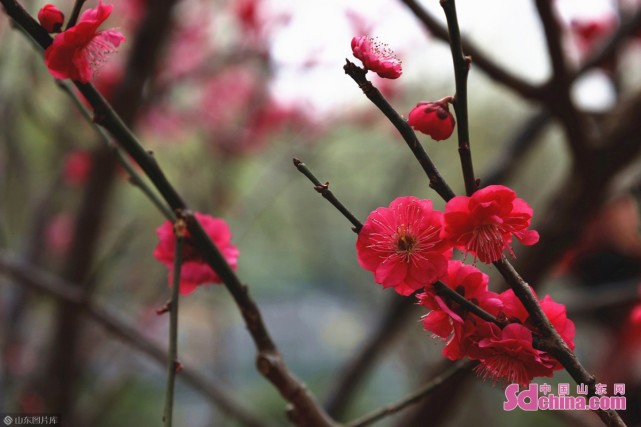 济南 几番春寒后 梅花自清芳 腾讯新闻