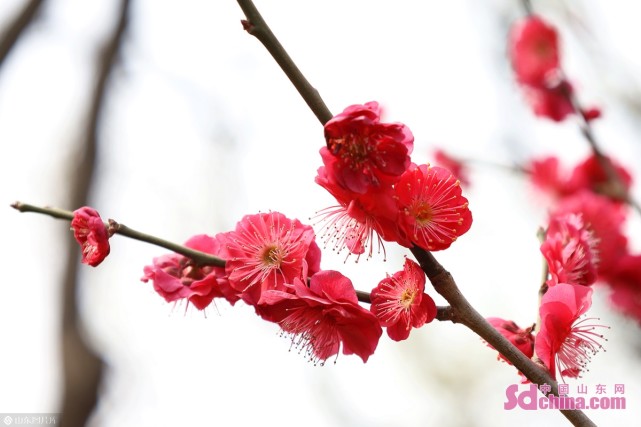 济南 几番春寒后 梅花自清芳 腾讯新闻
