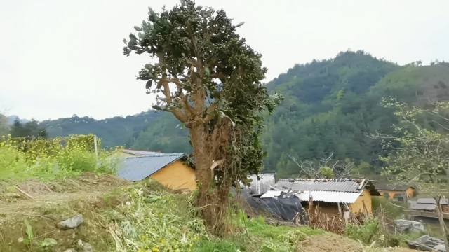 深山发现百年仙人掌