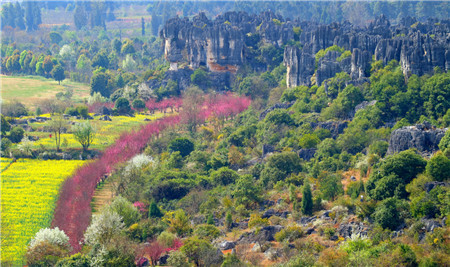海棠芳菲菜花黄,黑石林里春色满.3月是乃古石林最好的时节.