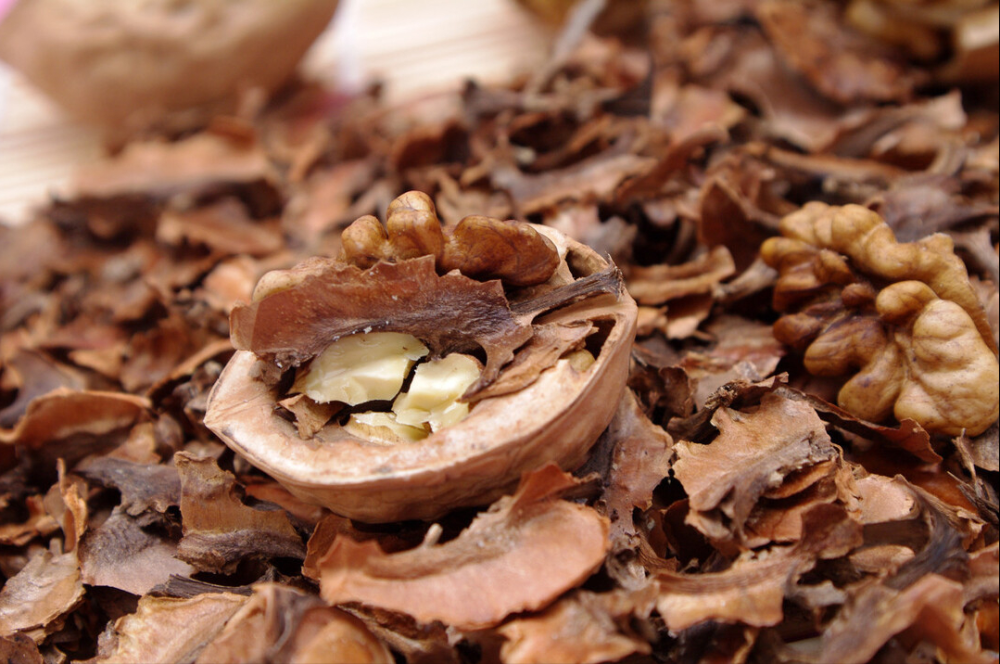 小小一片核桃分心木泡水喝竟有这么多功效对老年人好处多多