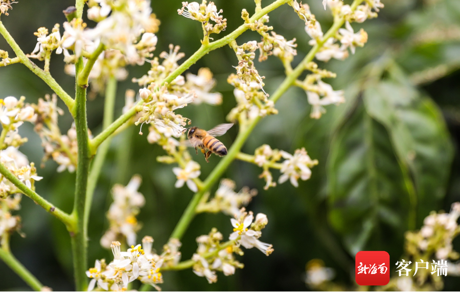 畅游海口荔枝花海甜蜜绽放 引蜂来 腾讯新闻