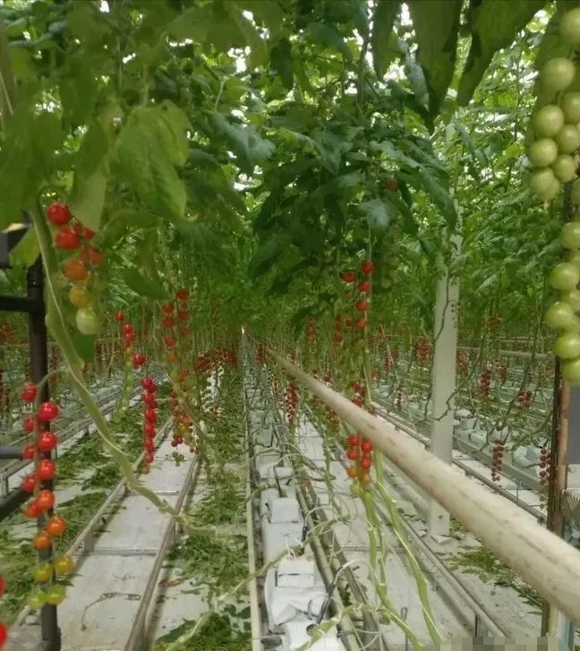 温室|高大上的智能温室，冬季番茄种植管理不一般