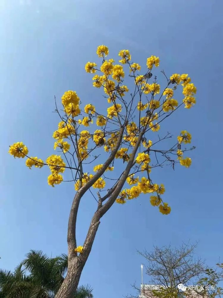 校园春长在实验花常开 腾讯新闻