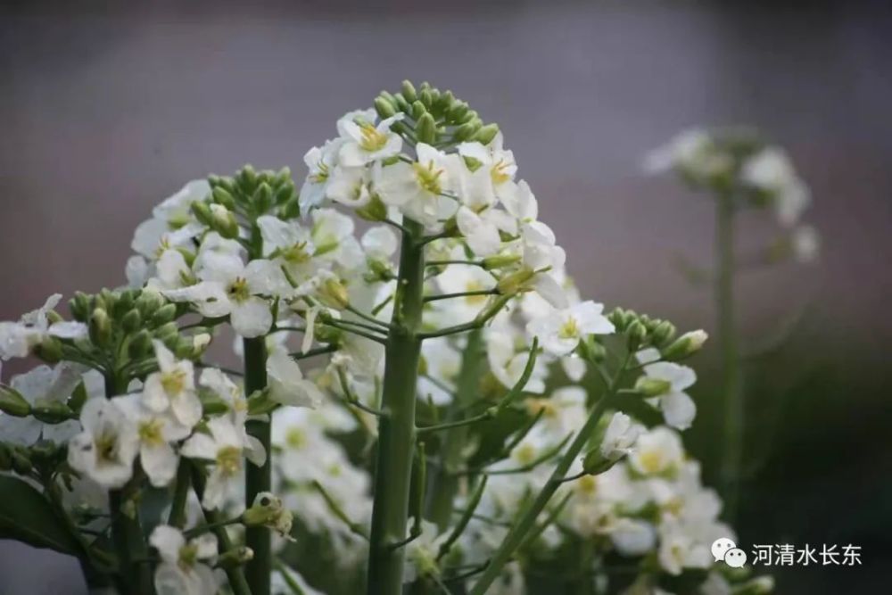 校园春长在实验花常开 腾讯新闻