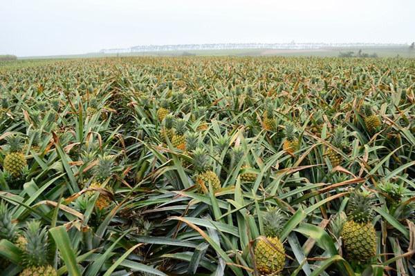 台湾凤梨持续暴跌徐闻菠萝行情却好得一塌糊涂一亩多赚万余元
