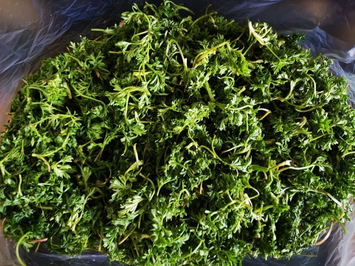 1,首先将采摘来的黄蒿放在清水中清洗2~3遍.