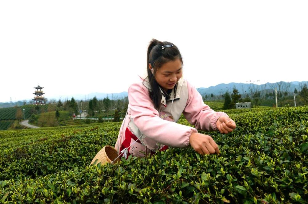 凤冈：春暖茶飘香 新芽出绿采摘忙