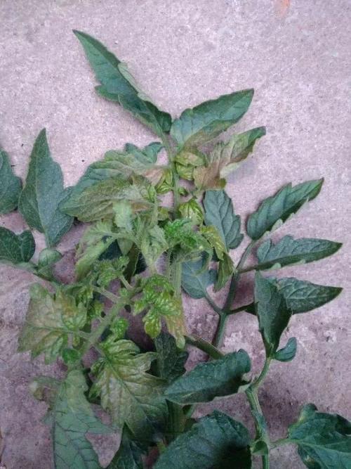 番茄|大棚番茄叶片发紫怎么回事？