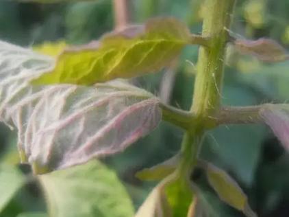 番茄|大棚番茄叶片发紫怎么回事？