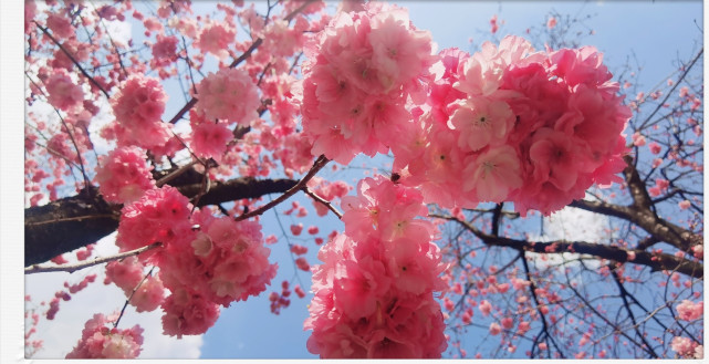 春天来了 圆通山的樱花开得正艳 圆通山 樱花 海棠 春雷