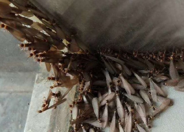 白蚁危害爆发预警长沙将进入白蚁分飞期