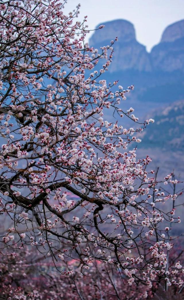 错过再等一年!山东这些杏花林美到开挂,撑起了春天的颜值!